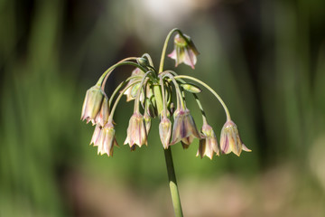 Close up of a beautiful flower in the garden at spring time