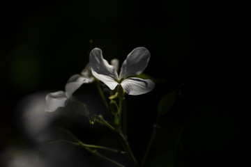 Close up of a beautiful flower in the garden at spring time