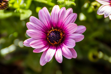 Obraz premium Close up of a beautiful flower in the garden at spring time