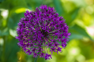 Close up of a beautiful flower in the garden at spring time