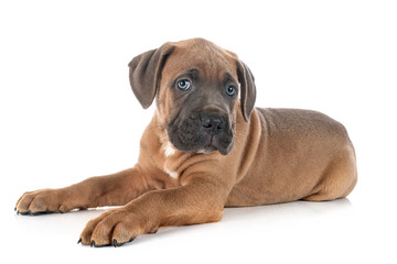 Obraz premium puppy cane corso