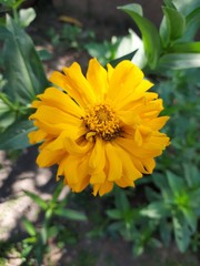 Photos of  beautiful yellow paper flower