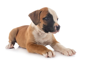 puppy american bulldog