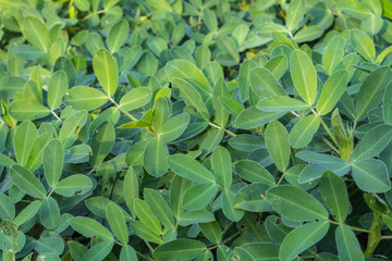 a close up of fresh green groundnut crops on a farm.