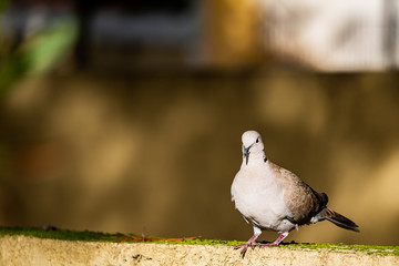 Tourterelle posée sur un mur	