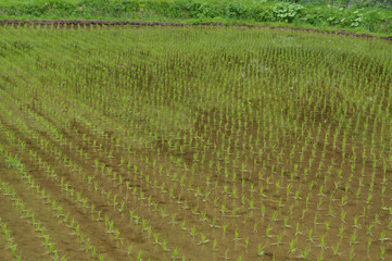 田植え後の水田