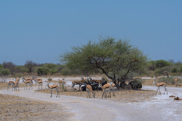 Herd of impala in the shade of a tree in Nxai Pan National Park, Botswana