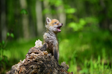 Red fox, vulpes vulpes, small young cub on stump