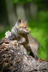 Naklejka na ściany i meble Red fox, vulpes vulpes, small young cub on stump