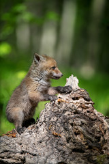 Naklejka na ściany i meble Red fox, vulpes vulpes, small young cub on stump