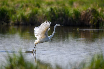 White heron, Great Egret, fly on the lake background. Water bird in the nature habitat