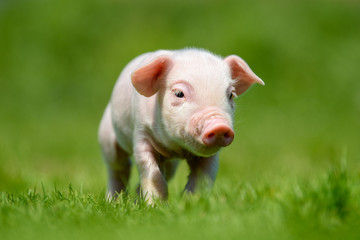 Funny  little ping piglet on spring green grass
