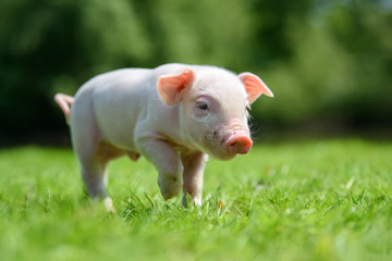 Funny  little ping piglet on spring green grass