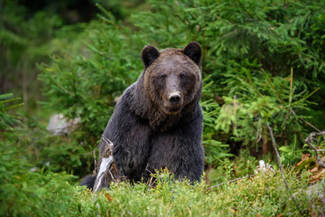 Fototapeta na wymiar Big brown bear in the forest. Dangerous animal in natural habitat. Wildlife scene