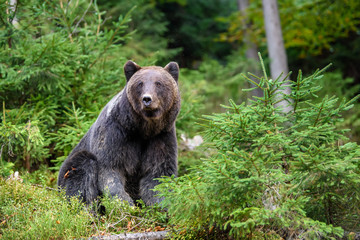 Naklejka na ściany i meble Big brown bear in the forest. Dangerous animal in natural habitat. Wildlife scene