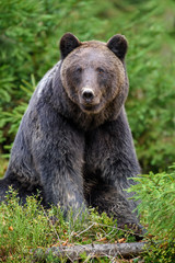 Obraz na płótnie Canvas Big brown bear in the forest. Dangerous animal in natural habitat. Wildlife scene