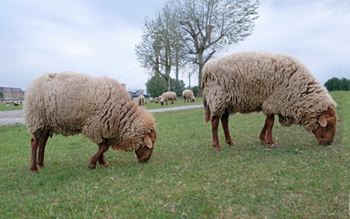Two sheep grazing in the foreground and many more in the background on a field in Düsseldorf, Germany