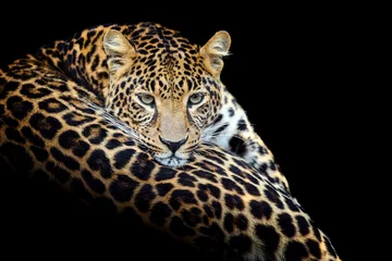 Rucksack Nahaufnahme wütender großer Leopard auf schwarzem Hintergrund isoliert © byrdyak