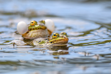 Common frogs pairing in a pond in spring period