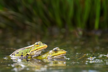 Common frogs pairing in a pond in spring period