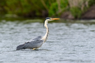 Grey Heron in the water. Bird in the nature habitat, walking in the water