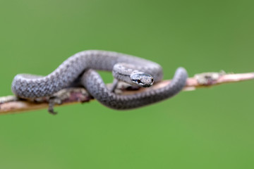 Smooth snakes eyes (Coronella austriaca) taken on heathland nature habitat