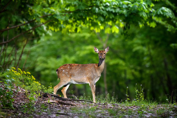 Deer on a forest path at dawn. Animal on heathland nature habitat