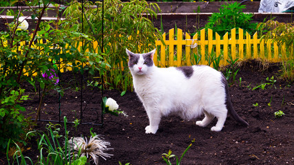 An adult domestic white-gray cat walks through a flowerbed with a pergola and scouts the area. Cat hunter and traveler. Cat export to the country.