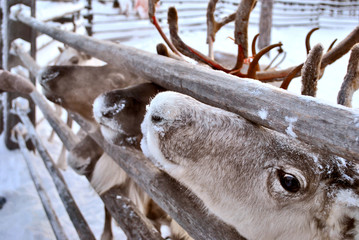Deer camp in Western Siberia