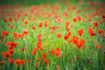 Fototapeta na wymiar The red of ​​poppies in the valley. Beautiful field of red poppies.