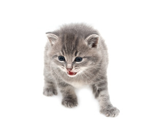 gray kitten one month old on a white background