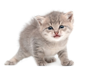 gray kitten one month old on a white background
