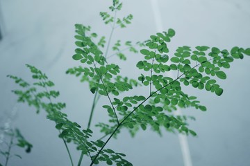 Fototapeta premium Illuminated leaves by the sun in the afternoon