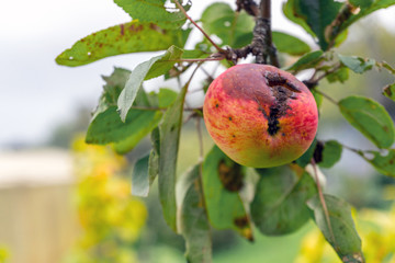 Branch of Apple tree with rotten hole by ripe reddened Apple. Crop damage by pests or birds. Autumn natural background