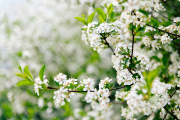 white cherry blossom