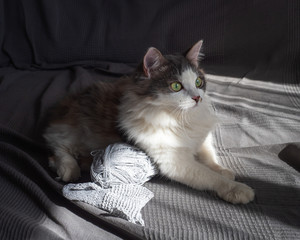 Fluffy tortoise cat lies on a sofa covered with a gray bedspread