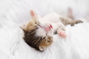 newborn small kitten lying on his back on a white fluffy blanket. Pets