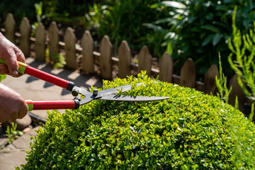 Hands with scissors for cutting bushes and grass shear boxwood in shape of ball. - obrazy, fototapety, plakaty