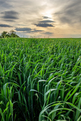 Obraz premium Ripening crop