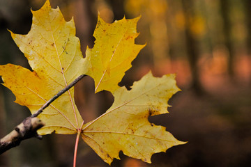 Fall season. Heart in yellow maple autumn leaf on blurred autumn forest background.