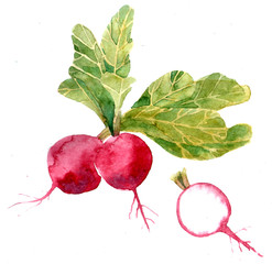Hand drawn watercolor radish illustration 