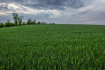 Field under a gloomy sky