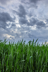 Clouds over the ears