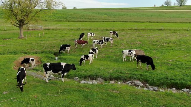 Aerial push-in shot of herd of Holstein black and white cows, cattle graze in green peaceful meadow along stream bank during spring