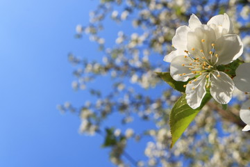 Image of a blooming apple tree.