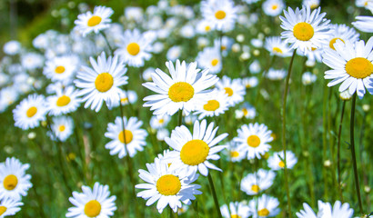 field of daisies