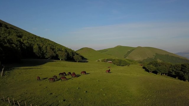 Green fields with horses of mountain Nerone in center of Italy