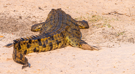 Fototapeta premium Nile crocodile (Crocodylus niloticus) in the Chobe National Park, Botswana