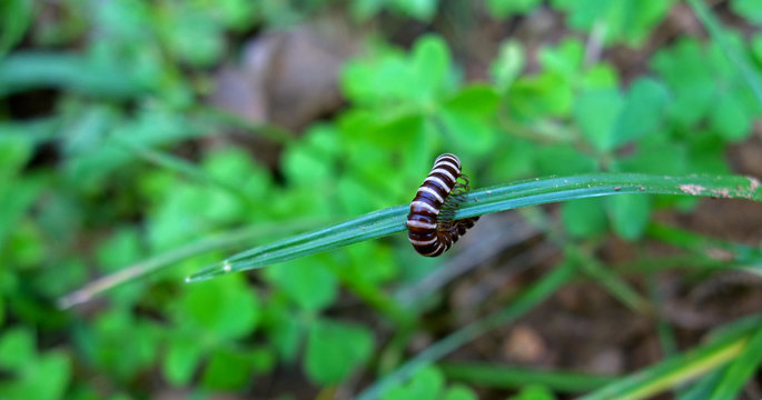 89 Best Myriapods Images Stock Photos Vectors Adobe Stock