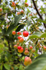 Unripe cherry hanging on a tree in sunny weather